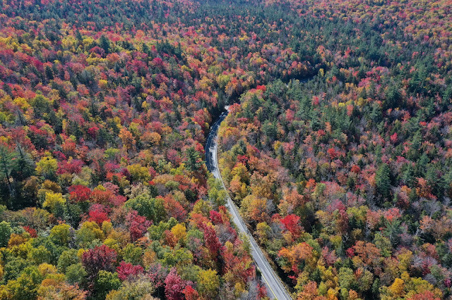 fallfoliage