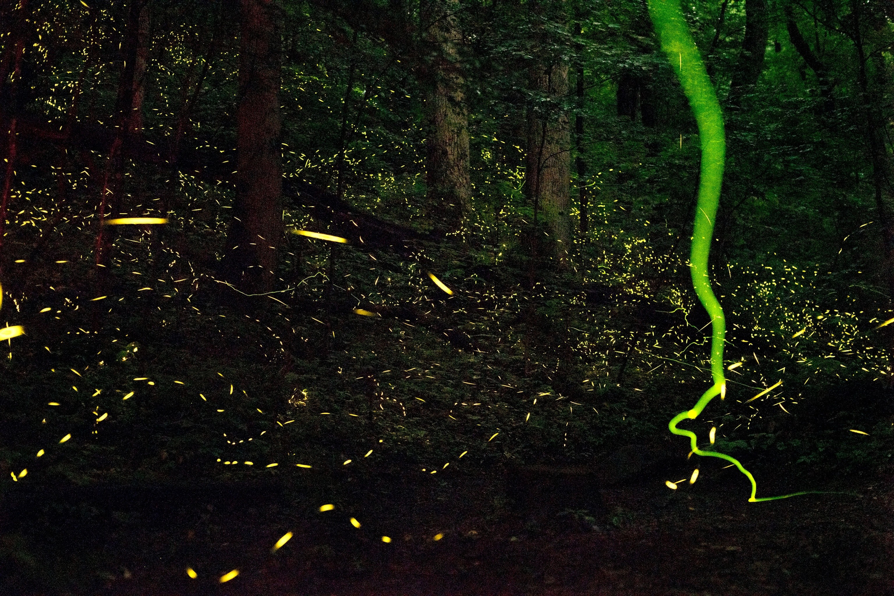 synchronous fireflies in Great Smoky Mountains National Park, Tennessee