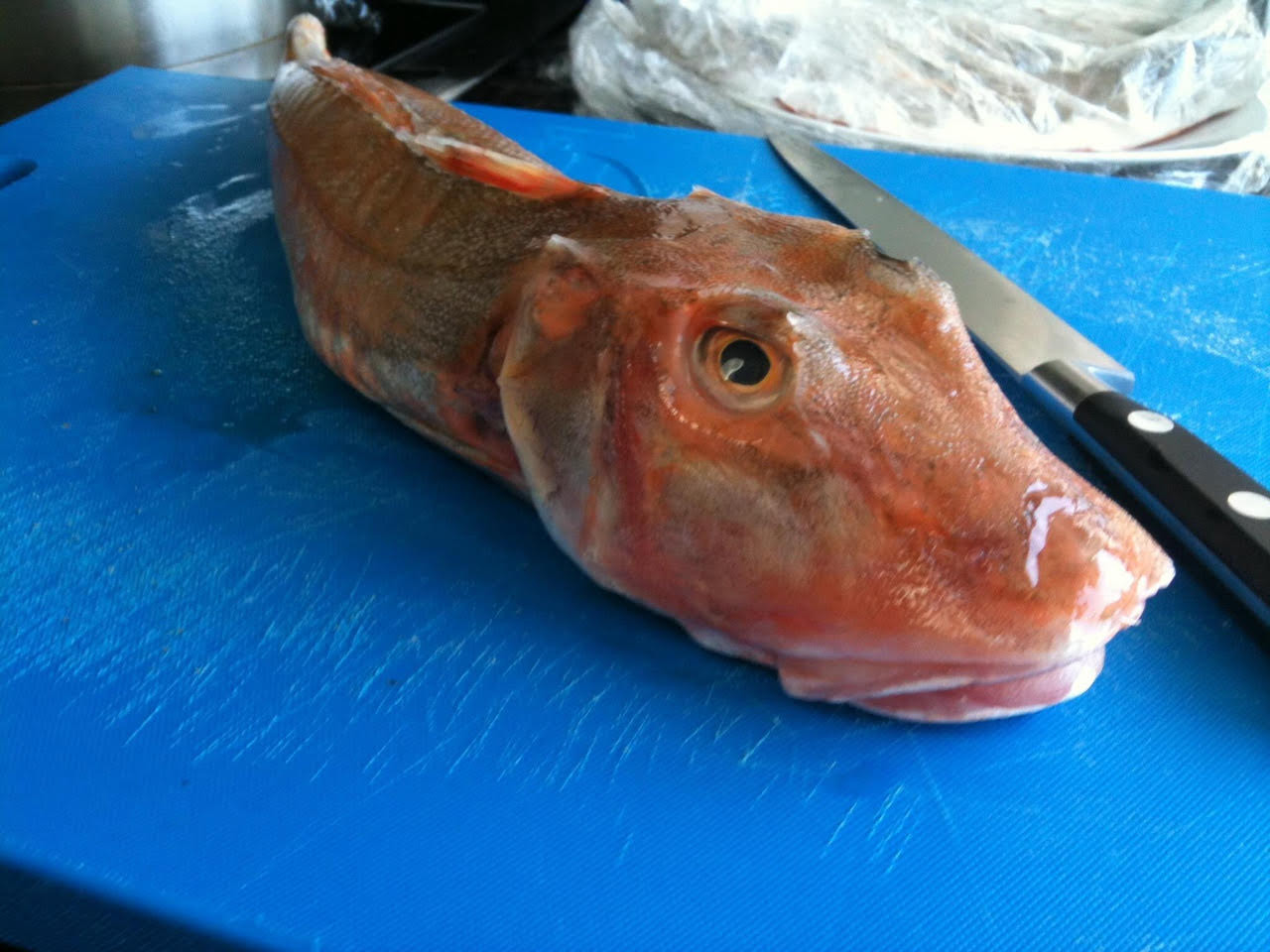 Selection of fish displayed