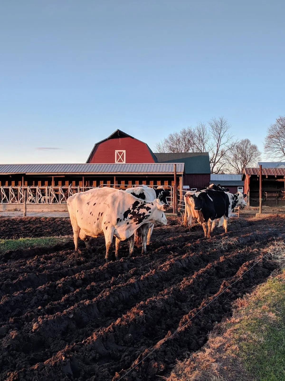 Cows at Flayvors of Cook Farm