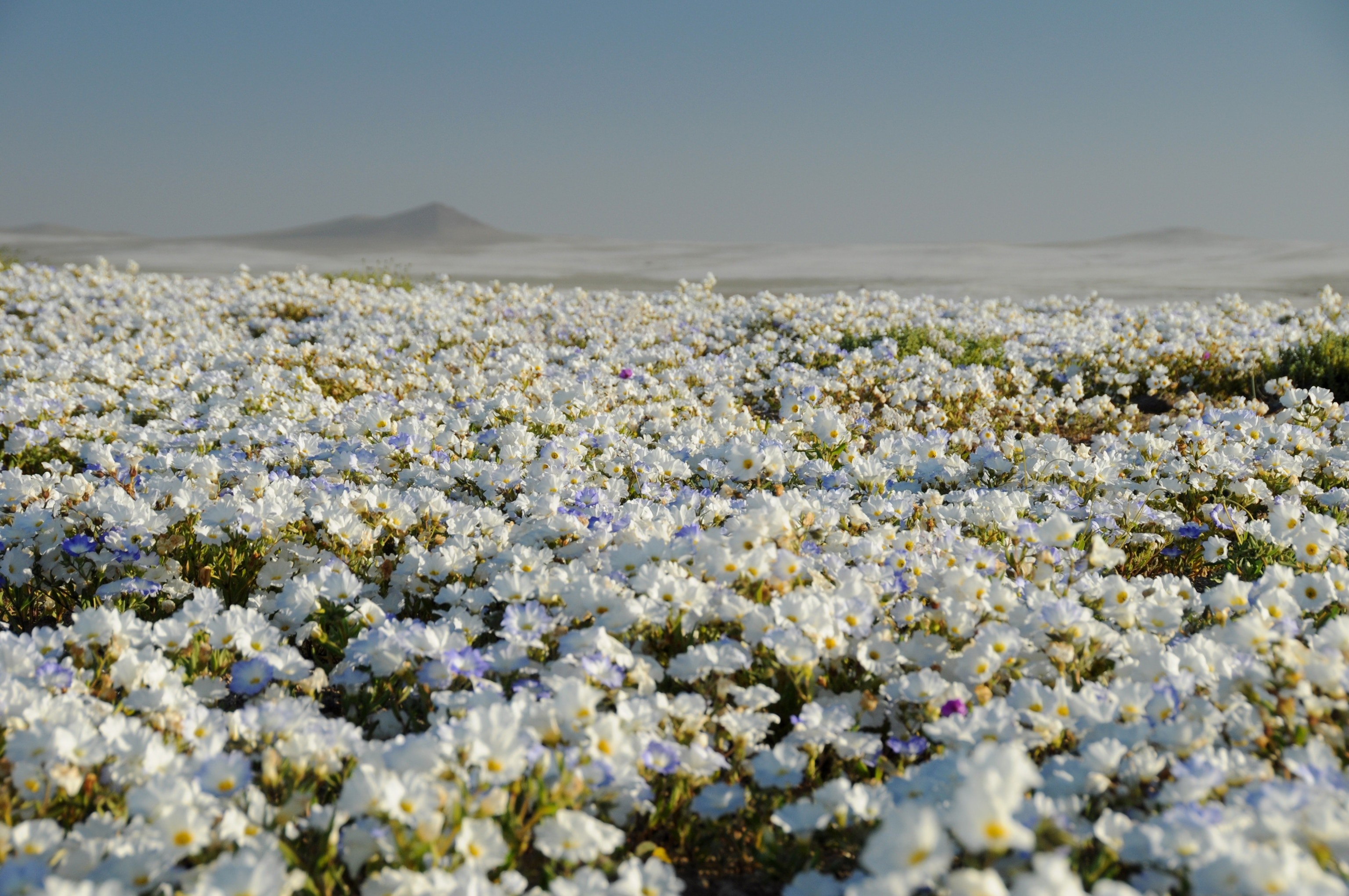 a flowering desert in Atacama desert, Chile