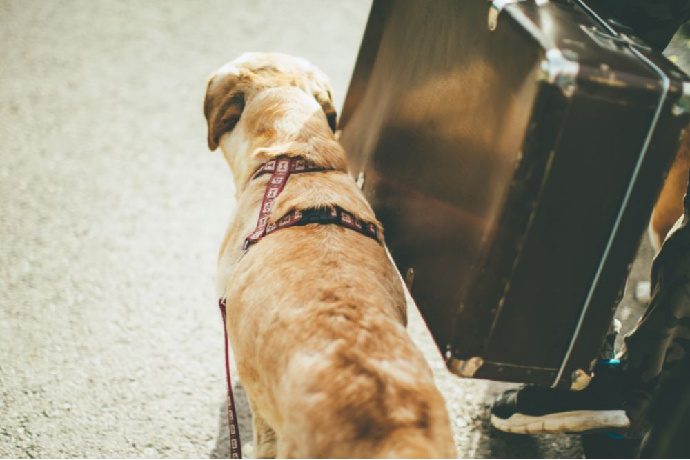 Dog getting ready to fly