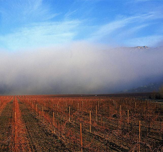 Fog Over Monte Xanic vineyard in Baja California, Mexico