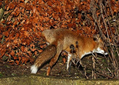 Fox cocking its leg to urinate, illustrating scent marking behavior