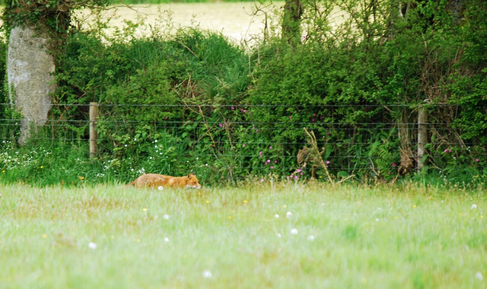 Fox moving along a hedge, a typical territorial boundary