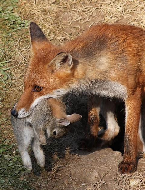 Fox with a rabbit at its den, illustrating resource availability affecting territory size