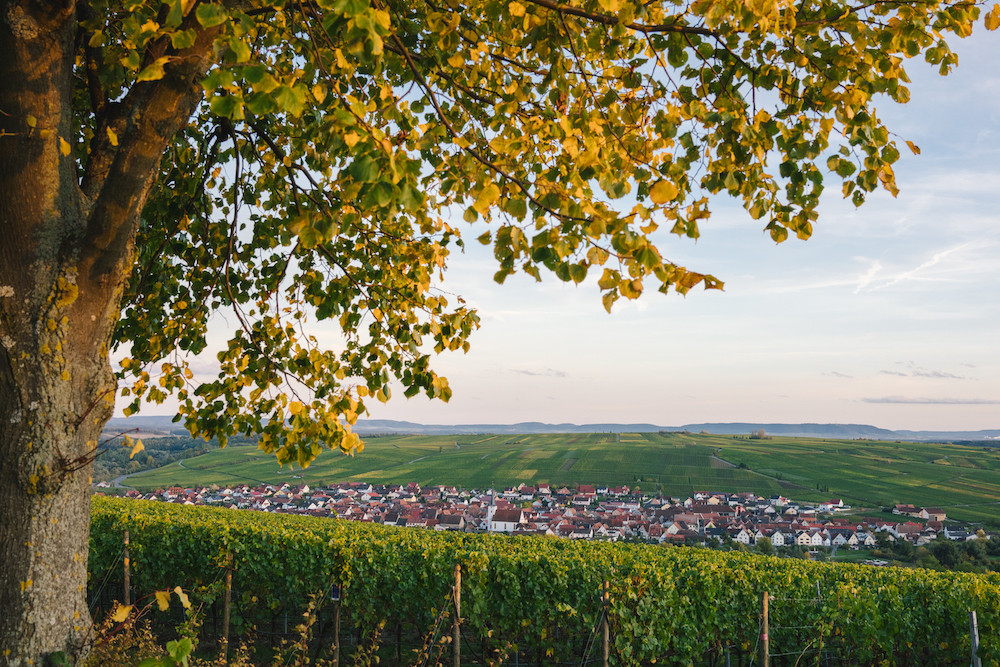 Panoramic view from Aussichtspunkt Volkach Terroir F