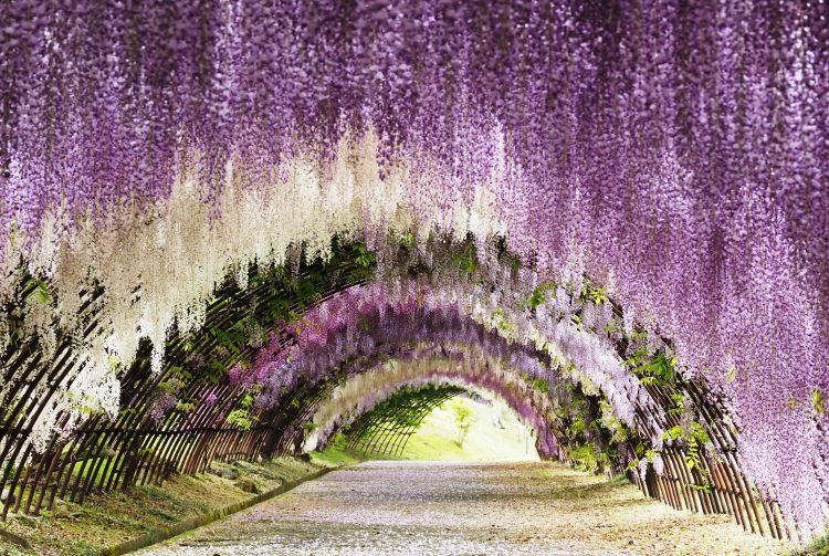 Kawachi Wisteria Garden: A tunnel of wisteria blossoms in spring
