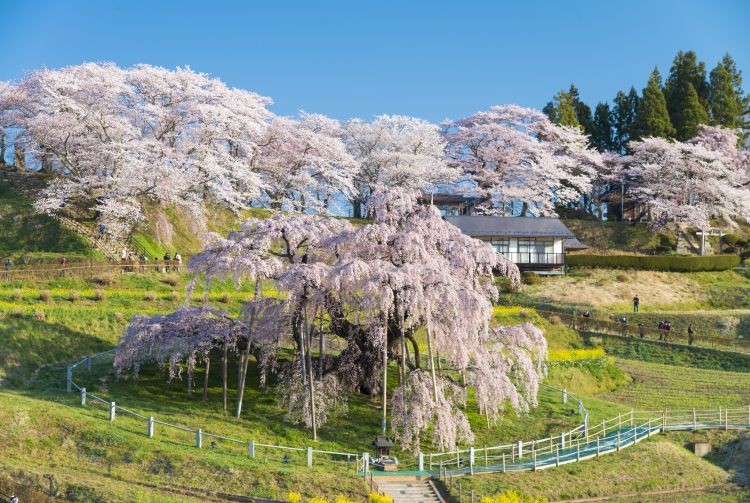 Ancient Miharu cherry tree blooming in Fukushima during April