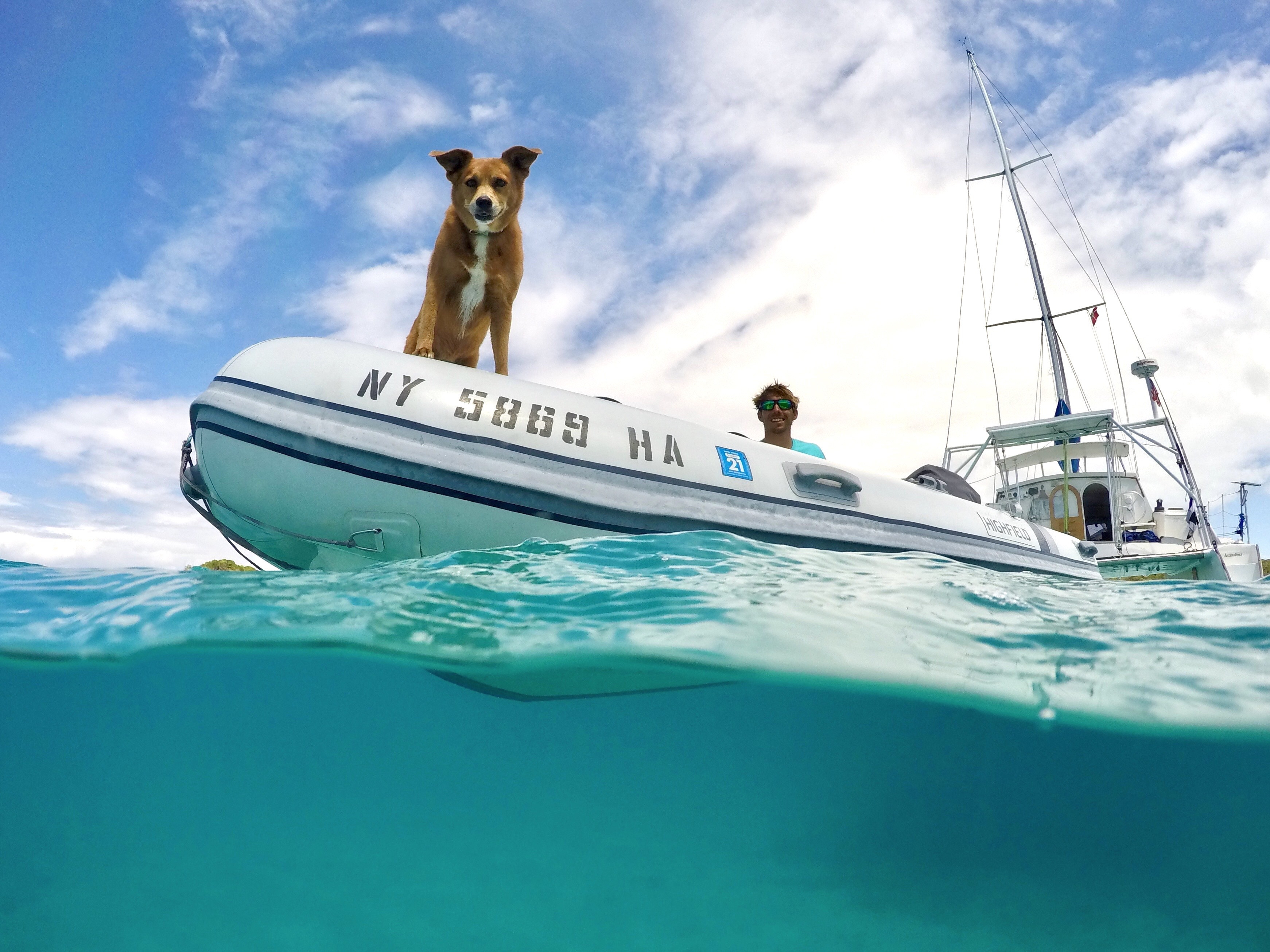 Dog looking out of a boat to the Bahamas