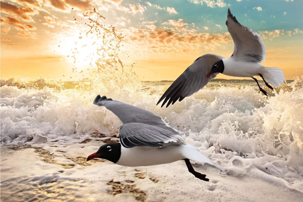 Galveston Beach Texas
