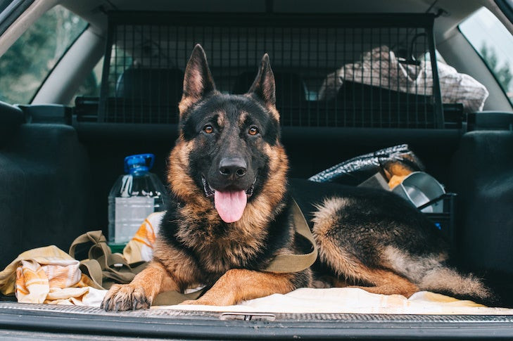 Dog travel car