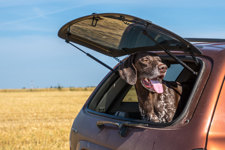 Dog car travel safety