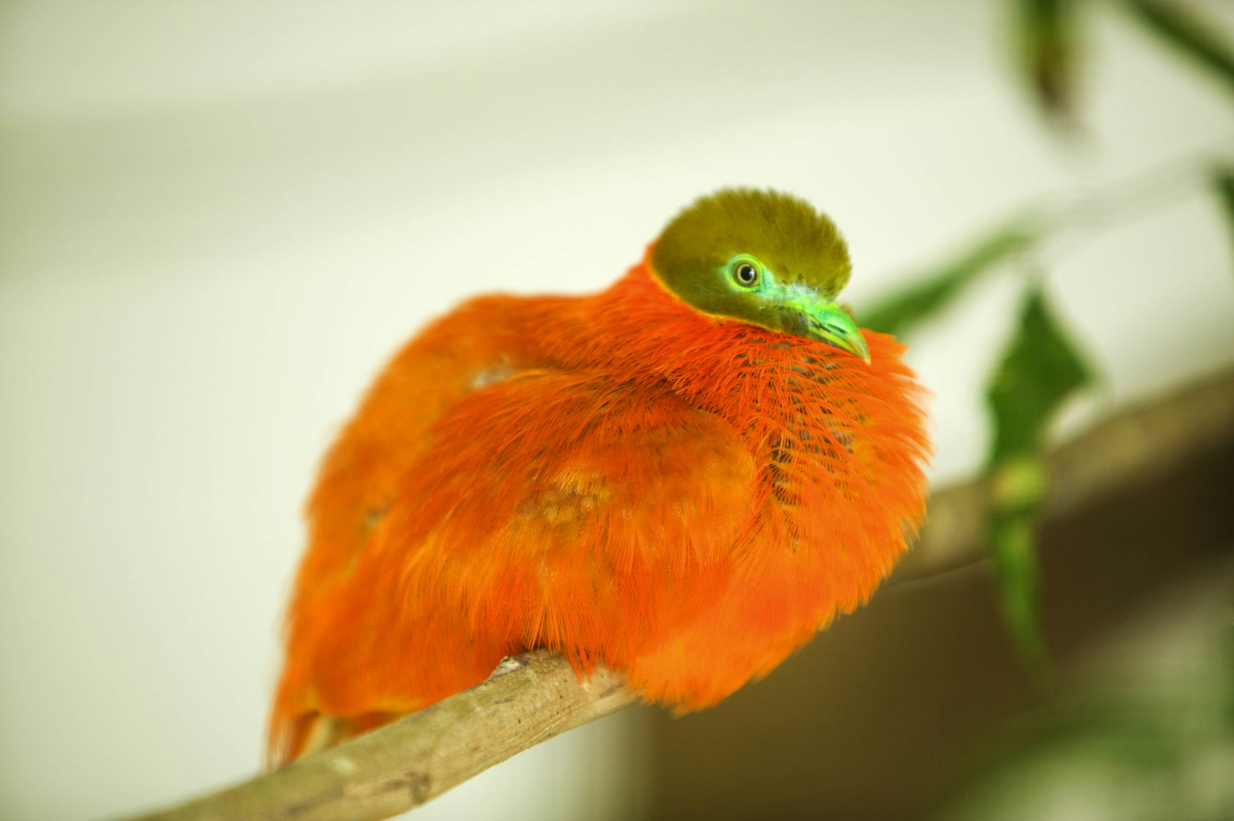 A bright-orange tropical bird with a green beak
