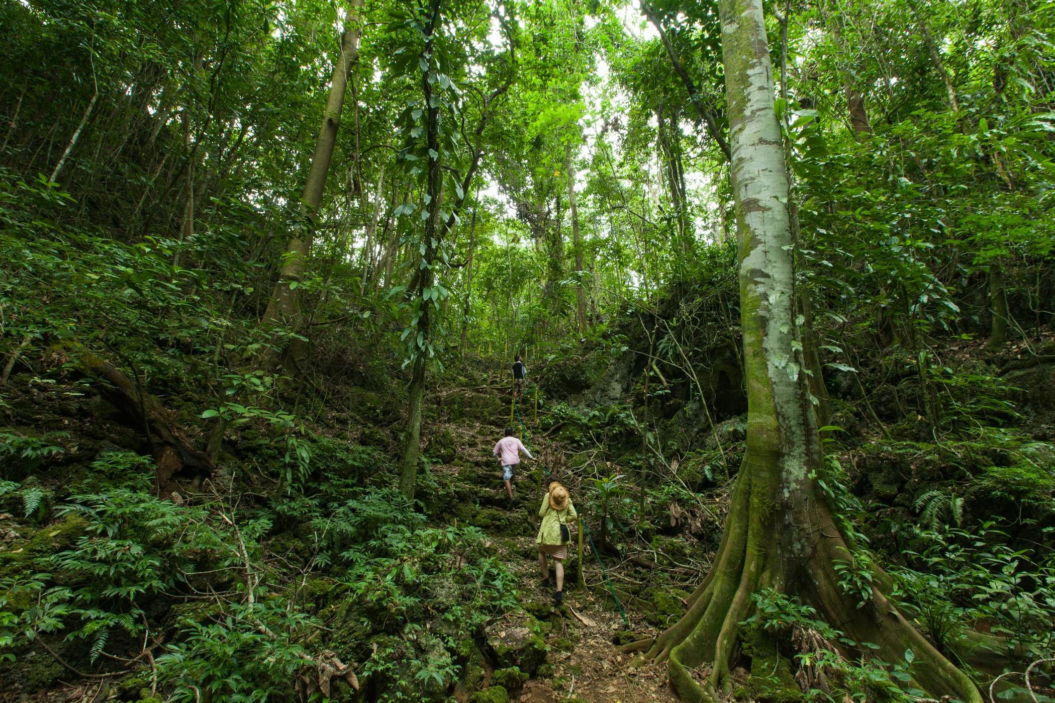 Palau's tropical rainforest landscape invites exploration