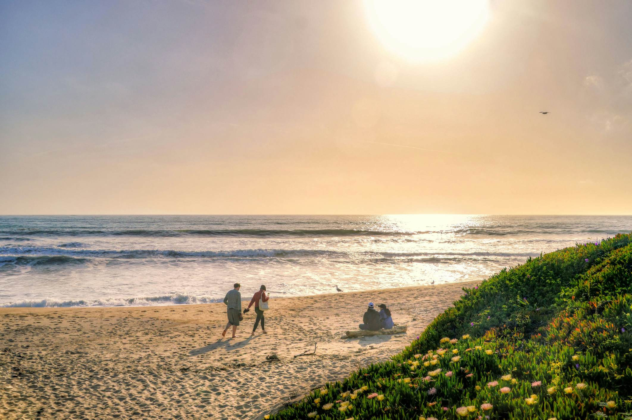 Couple sitting on a beach backed by wildflowers with two people strolling by