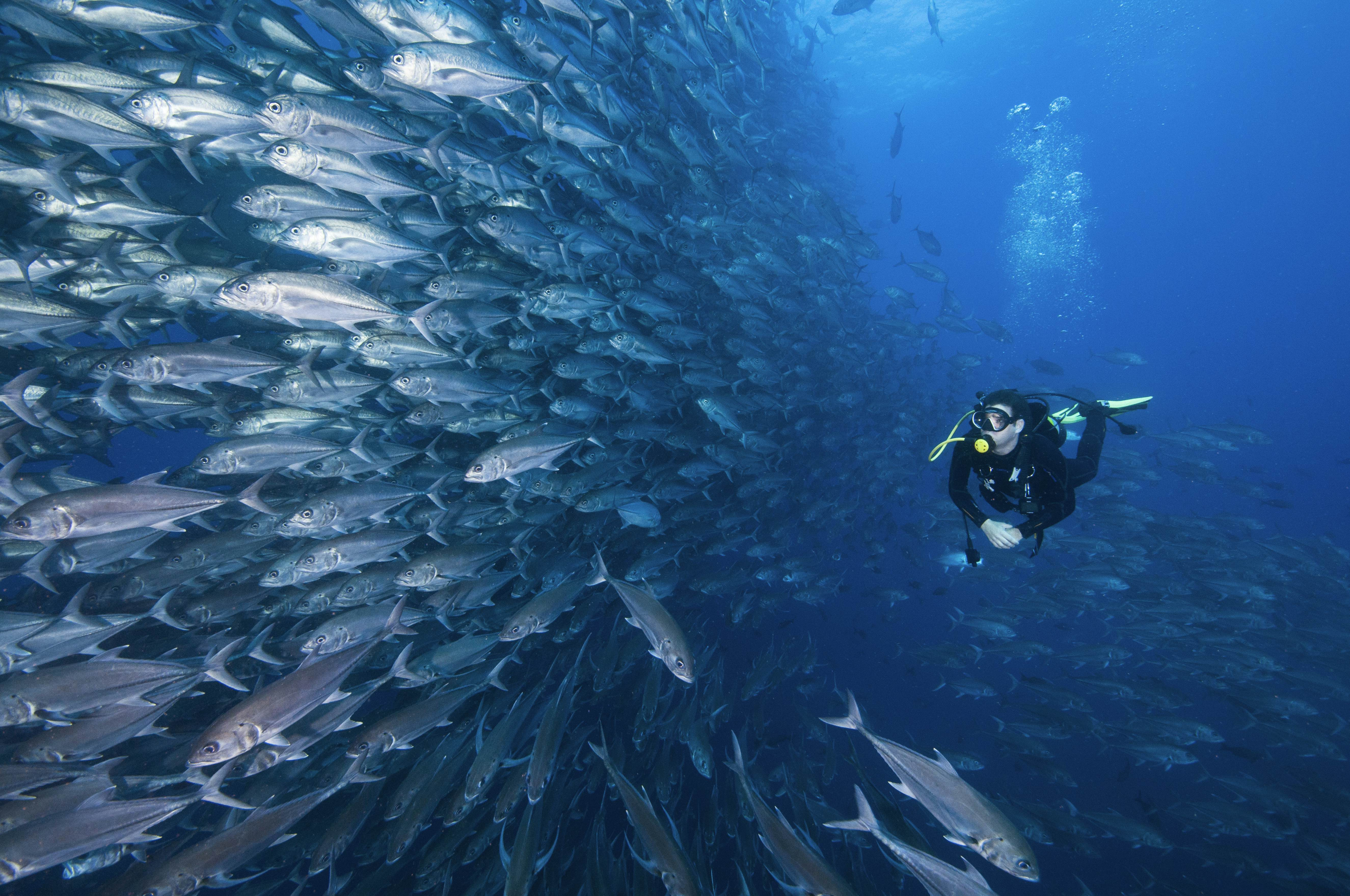 Diver with a large shoal of jacks at Cocos Island, Costa Rica