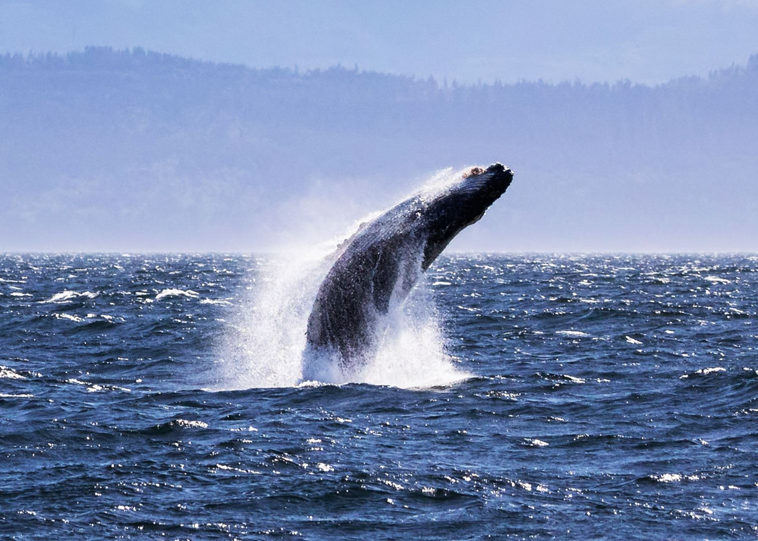 Humpback whale off Victoria