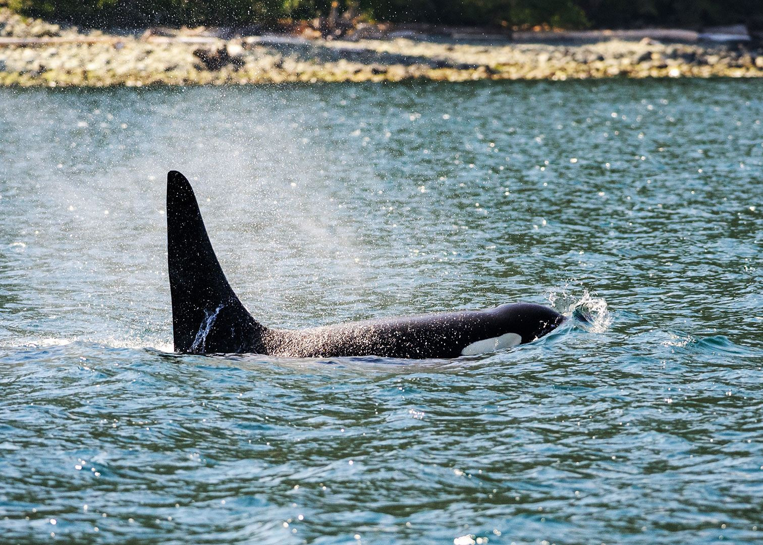 Orca, Broughton Archipelago