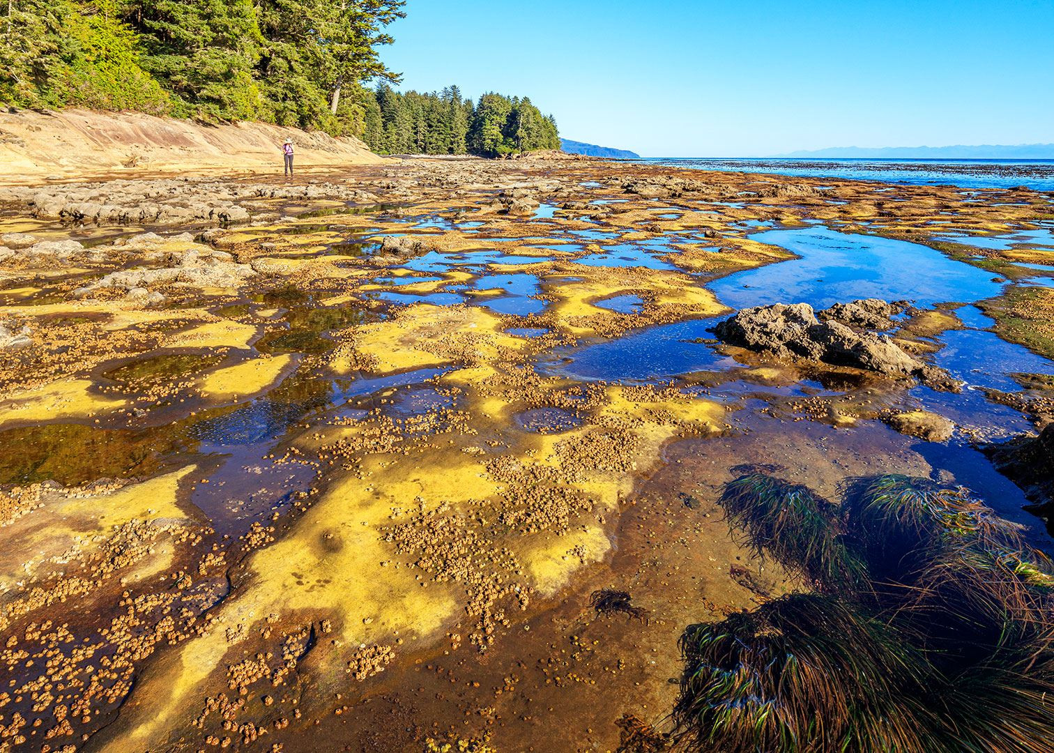 Botanical Beach, Port Renfrew