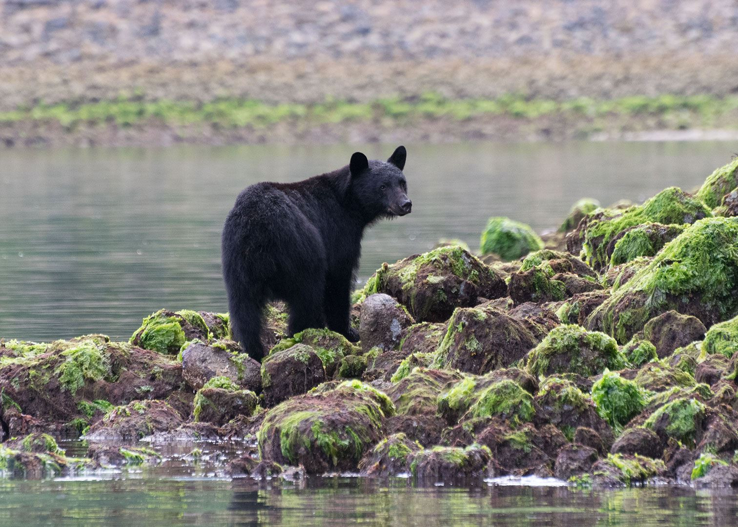 Black bear, Clayoquot Sound