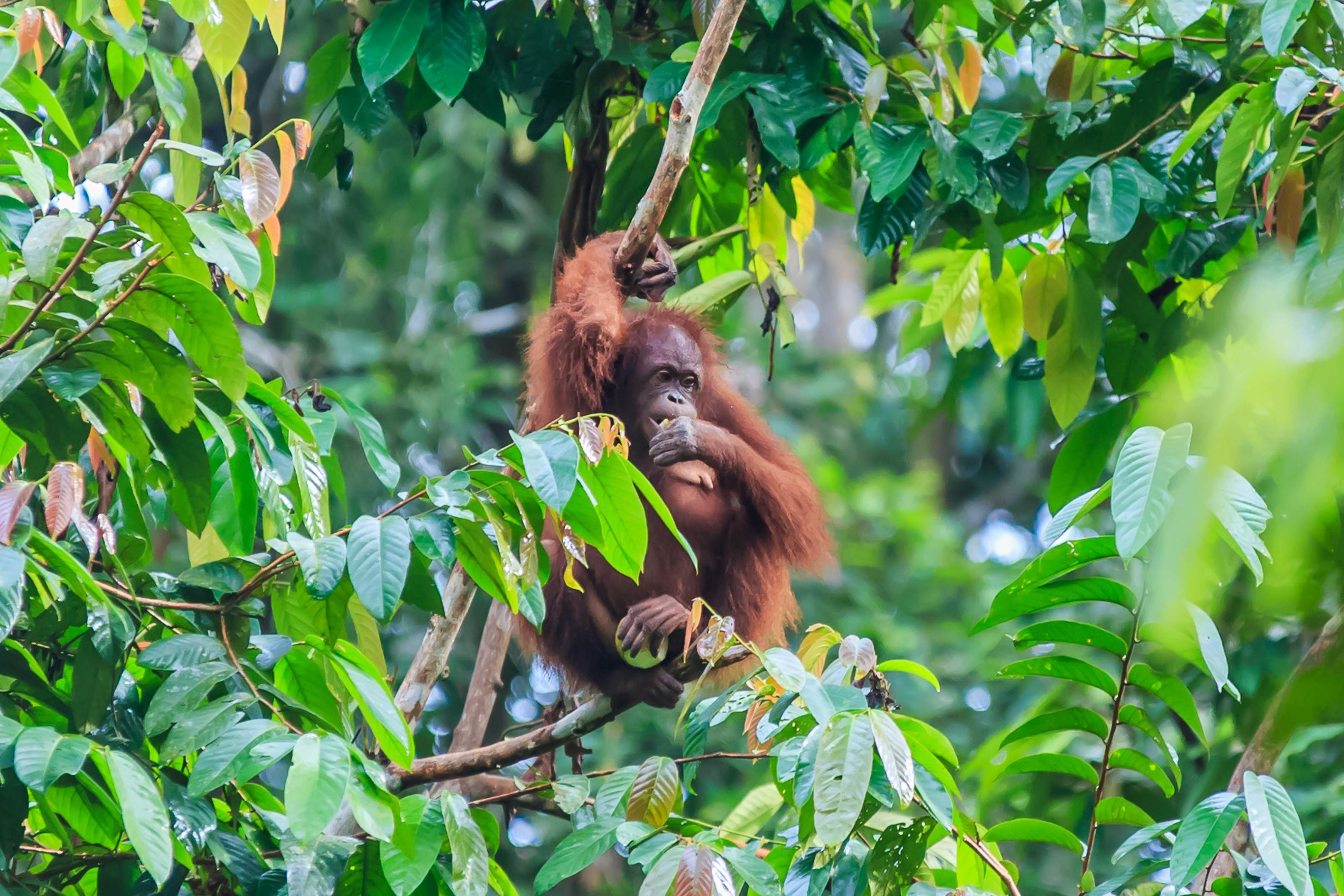 An orangutan eating while clinging to a branch in Kalimantan, Indonesia