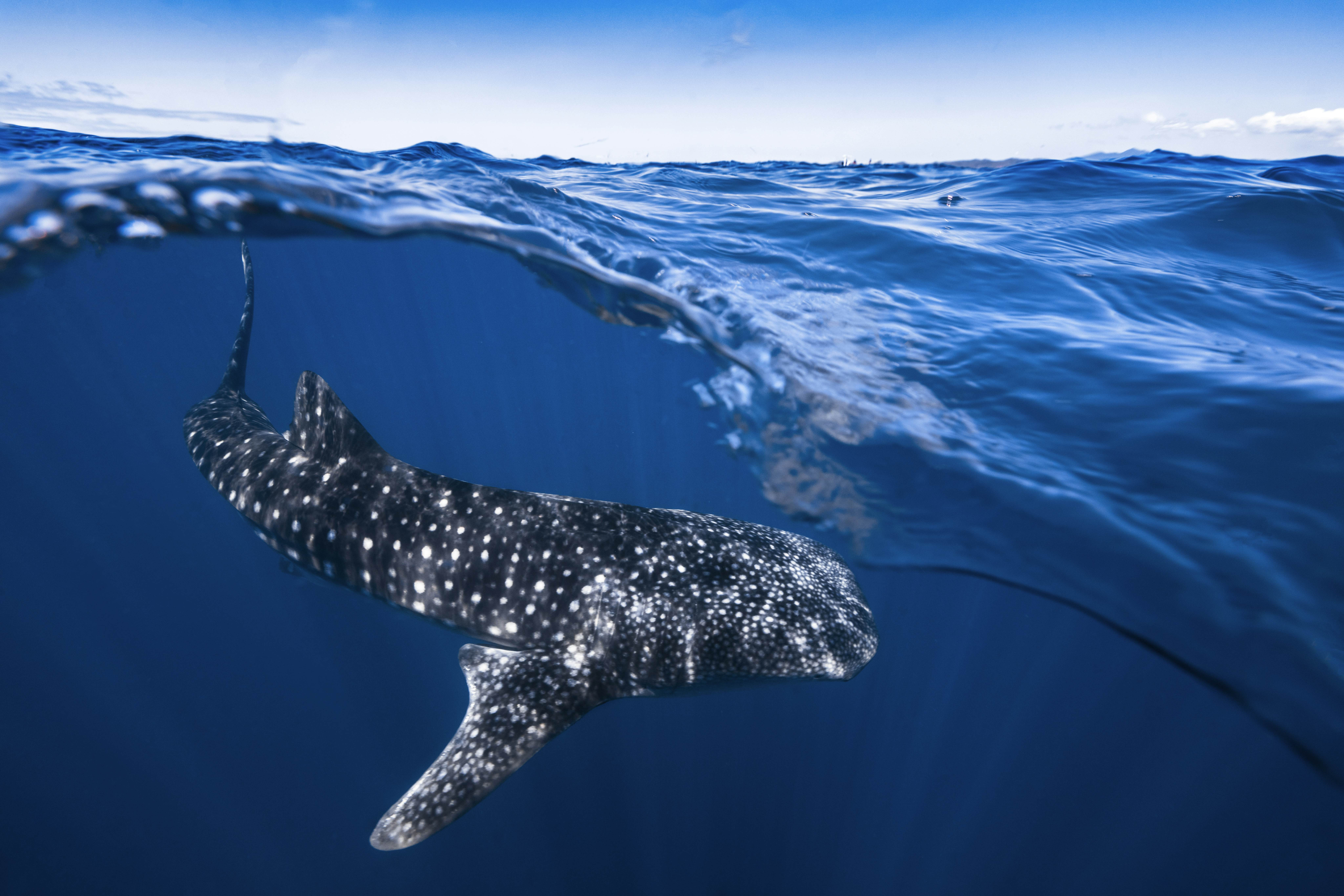 Whale shark swimming in the ocean off Madagascar.