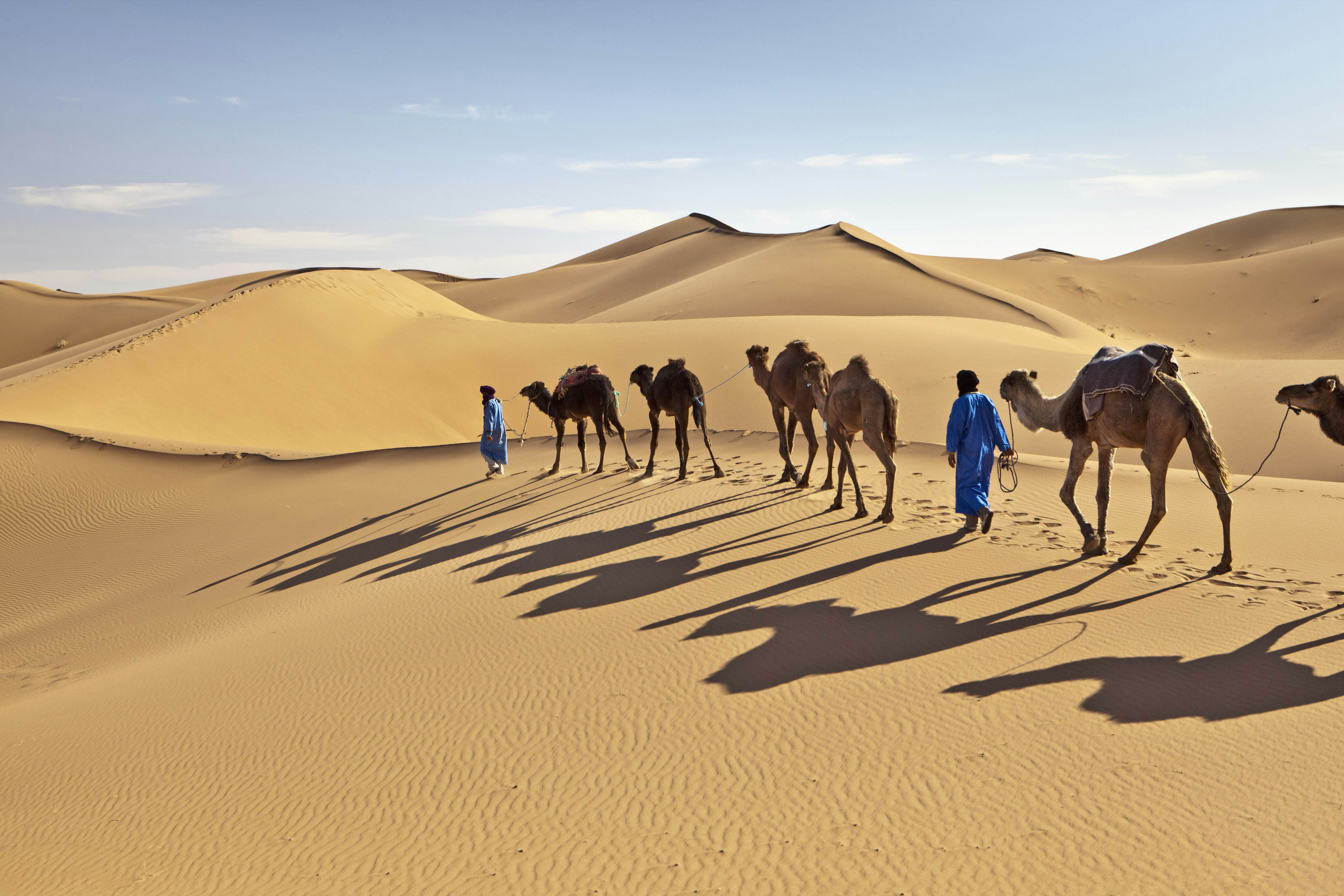 Two people in long blue robes walk in single file with six visible camels through golden sand dunes.