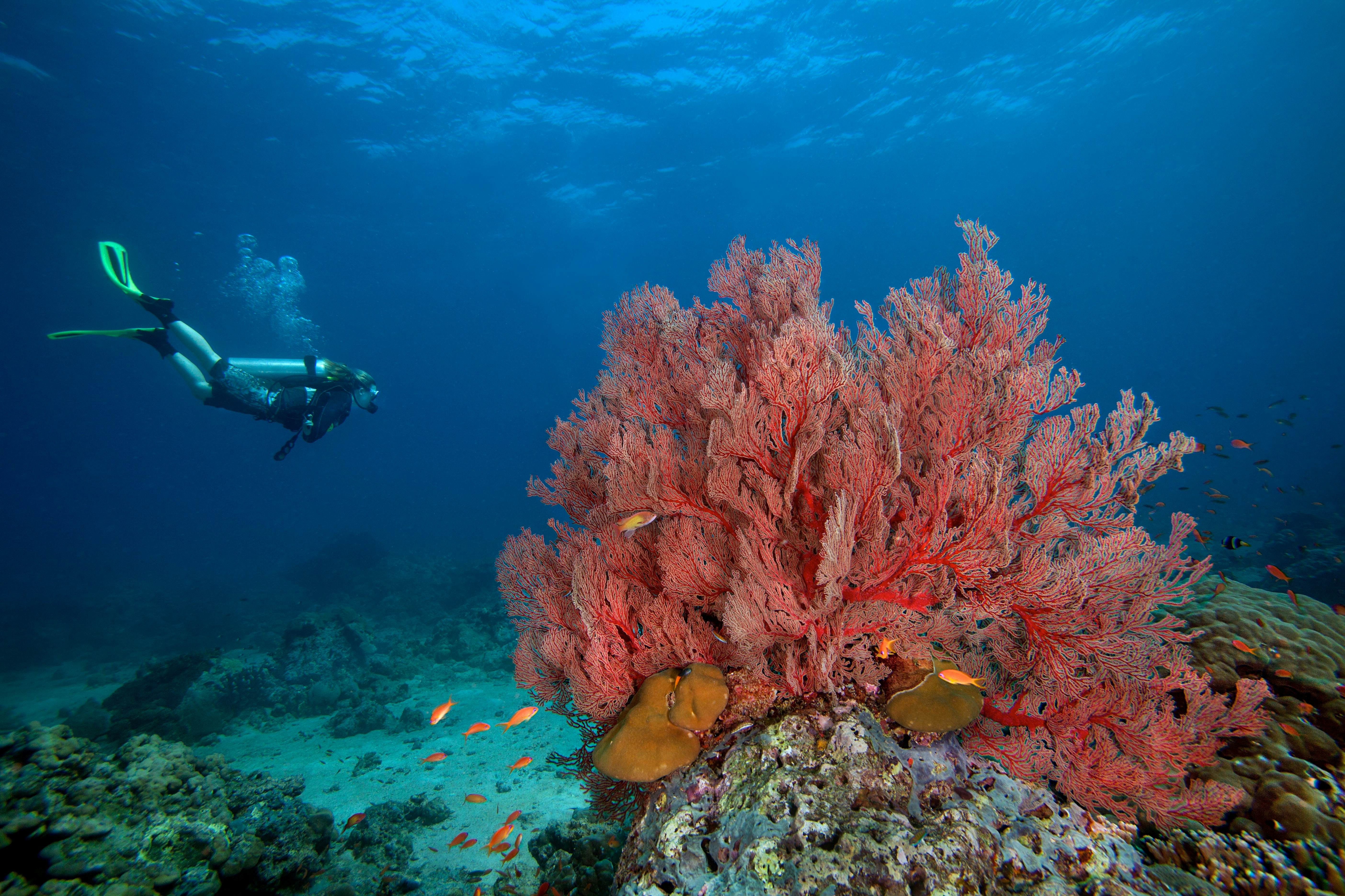 A scuba diver approaches a massive sea fan near Havelock Island.