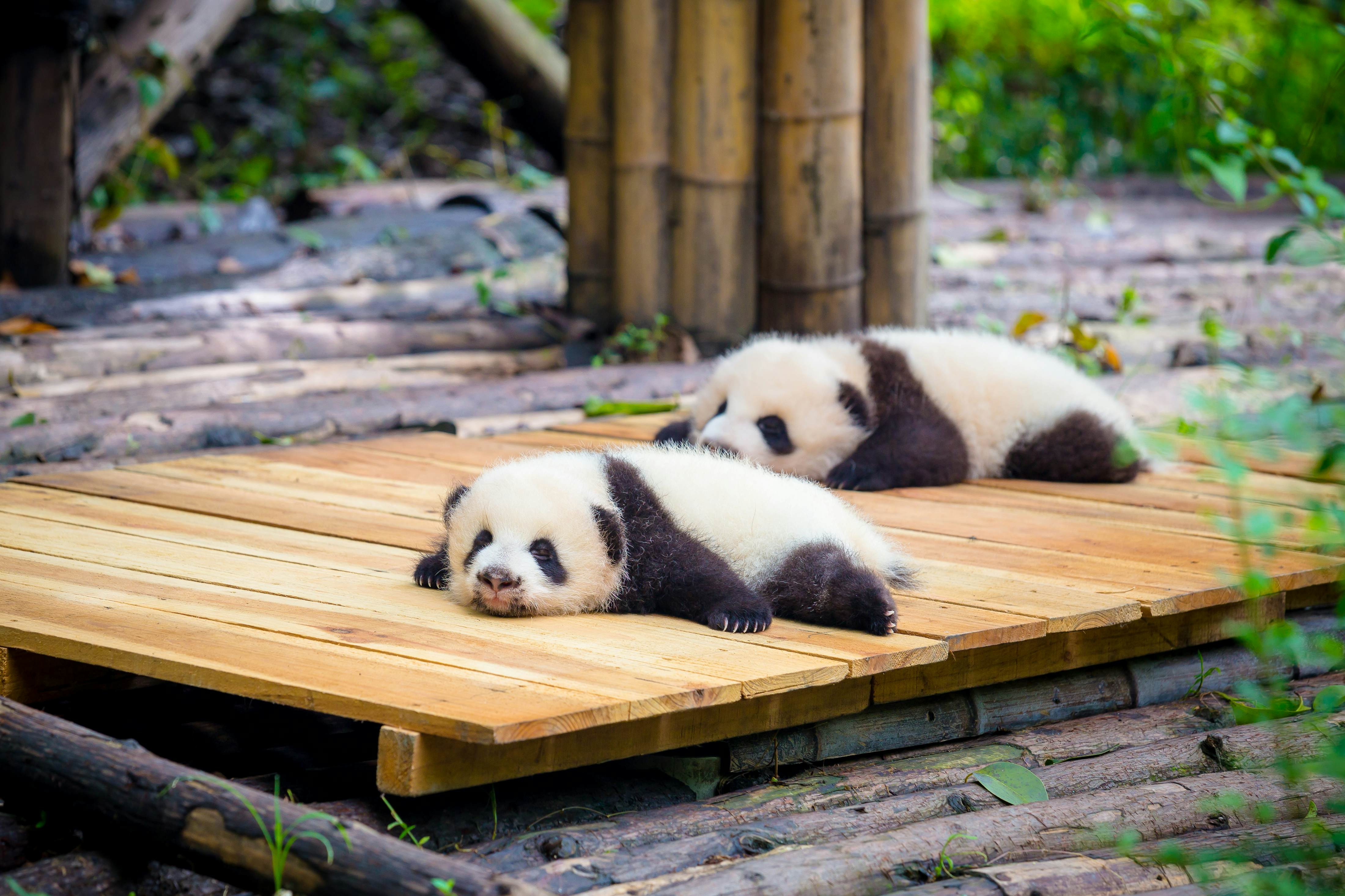 Two baby panda in Chengdu, China resting on a deck in the country