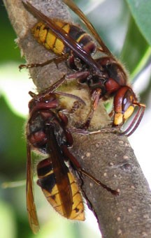 European Hornet Life Cycle