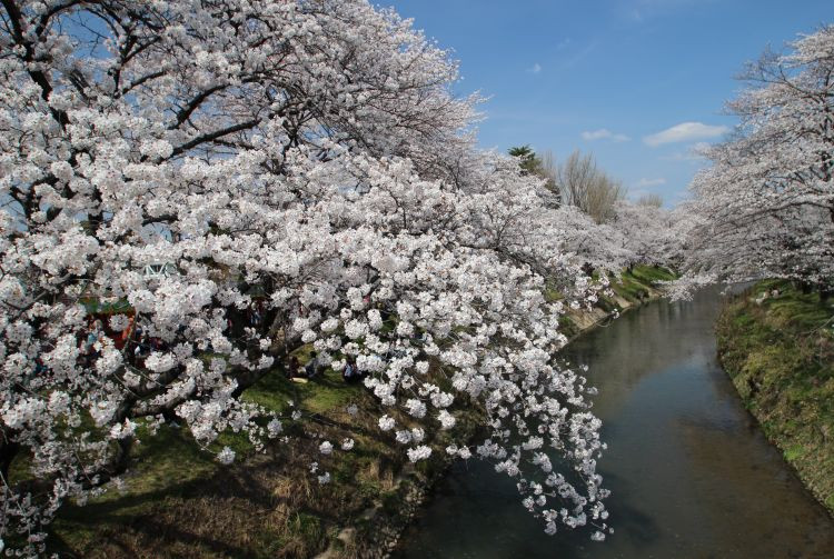 Cherry blossoms in Gifu, a beautiful sign of spring