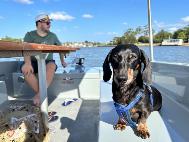 GoBoat enjoying with Dog and Table