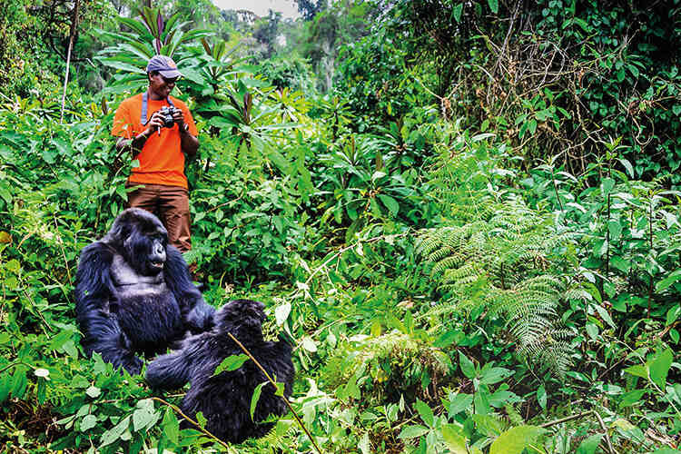 Mountain gorillas are the main attraction for visitors to Volcanoes National Park, Rwanda