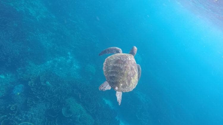 Snorkeling is one of the best things you can do in Komodo Island