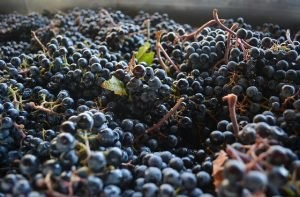 Vineyard in Tri-Cities Washington