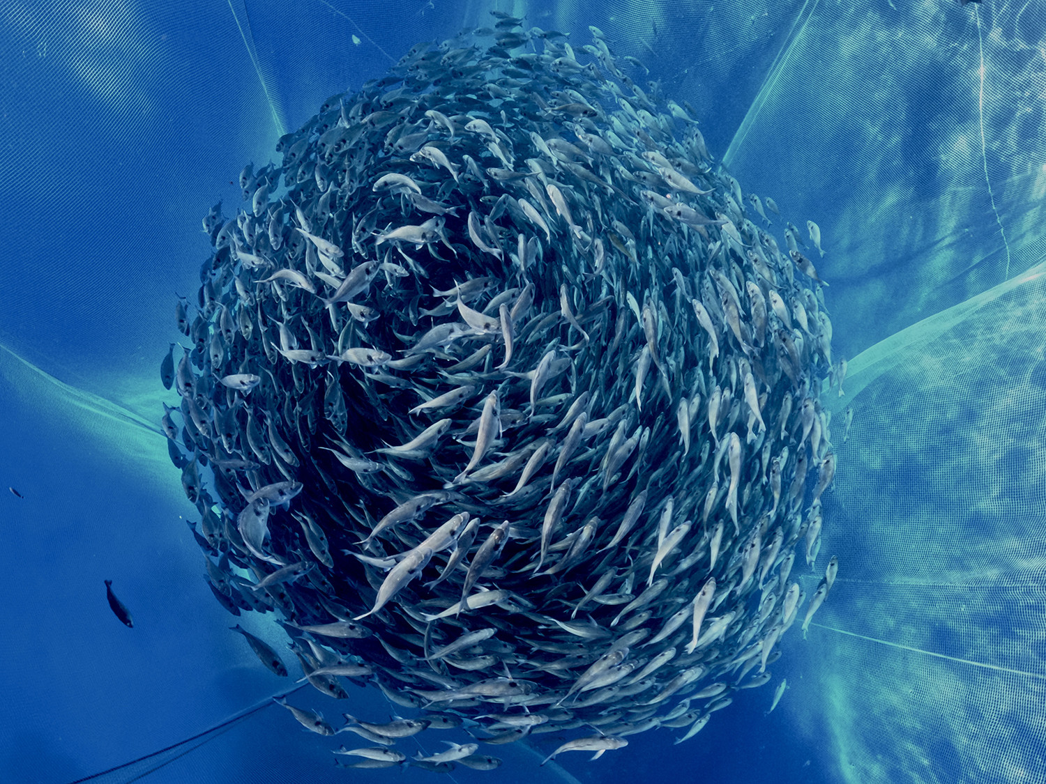 Sustainable Aquaculture
