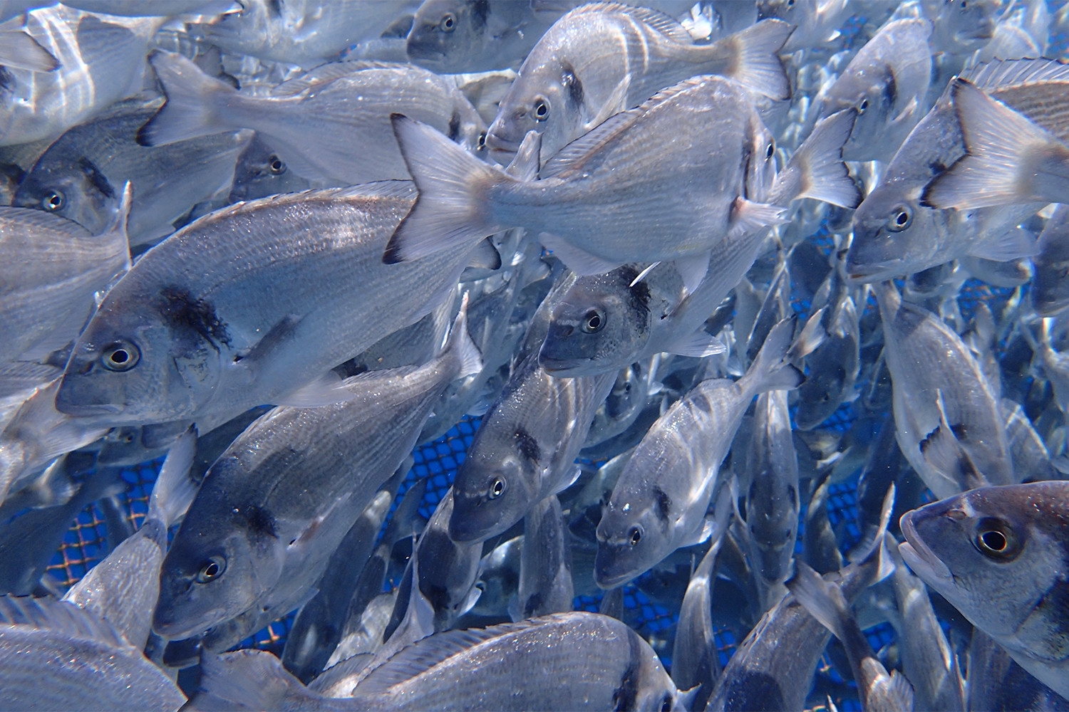 Aquaculture Farm