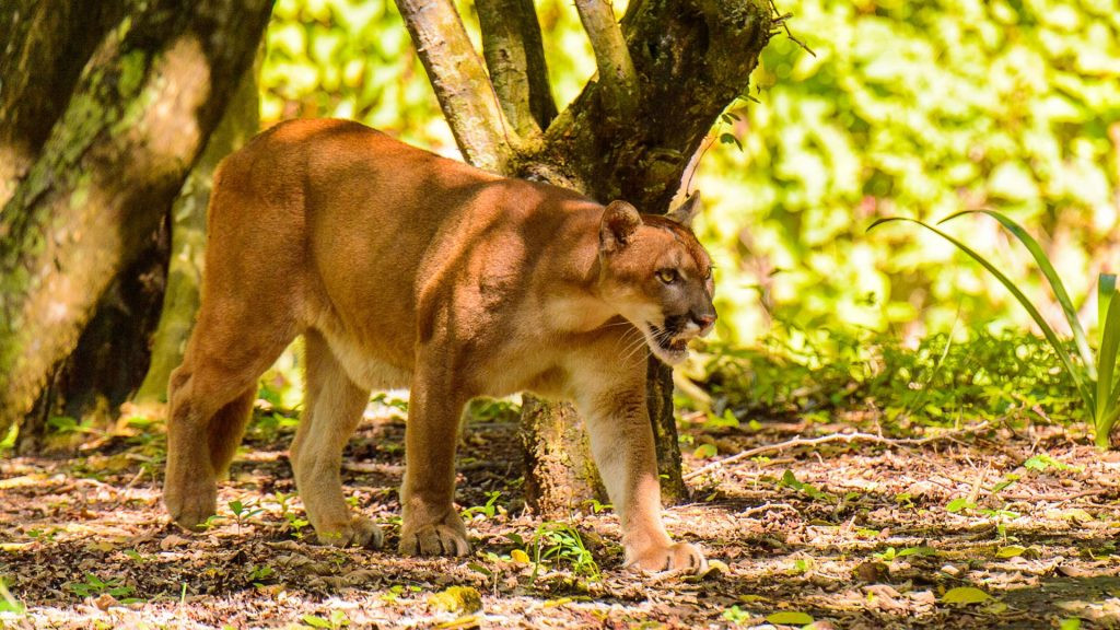 Traditional vs Ecotourism