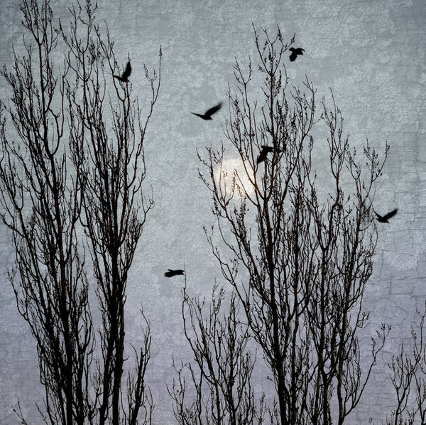 Group of crows heading to roost