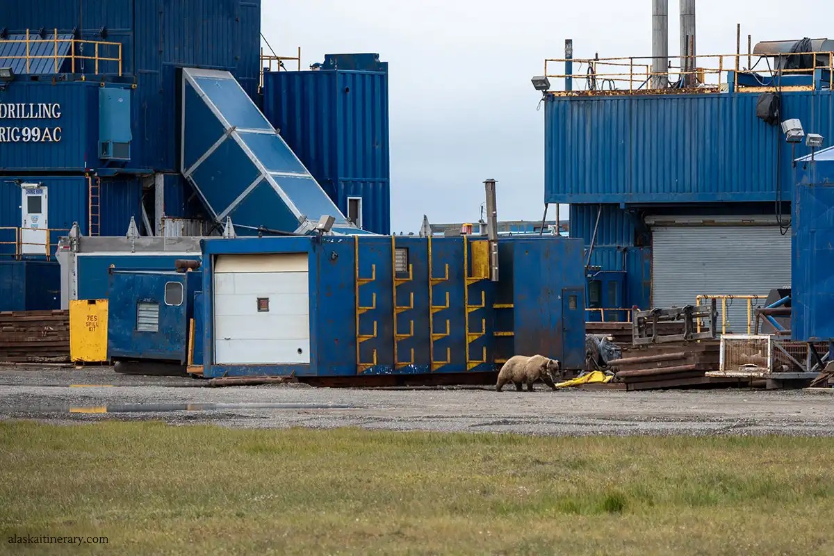 Grizzly Bear roaming near the industrial sites of Deadhorse, showing the overlap of human and wildlife territories