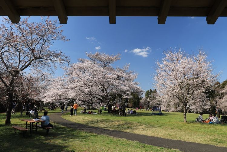 Izumi Nature Park Suspension Bridge