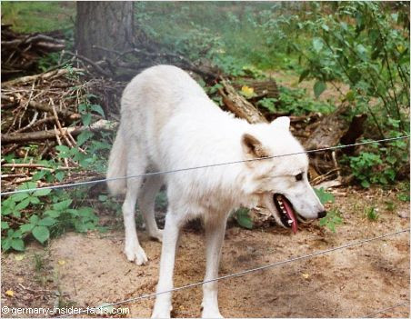 Polar wolf at Alte Fasanerie shows the diverse wildlife at the park