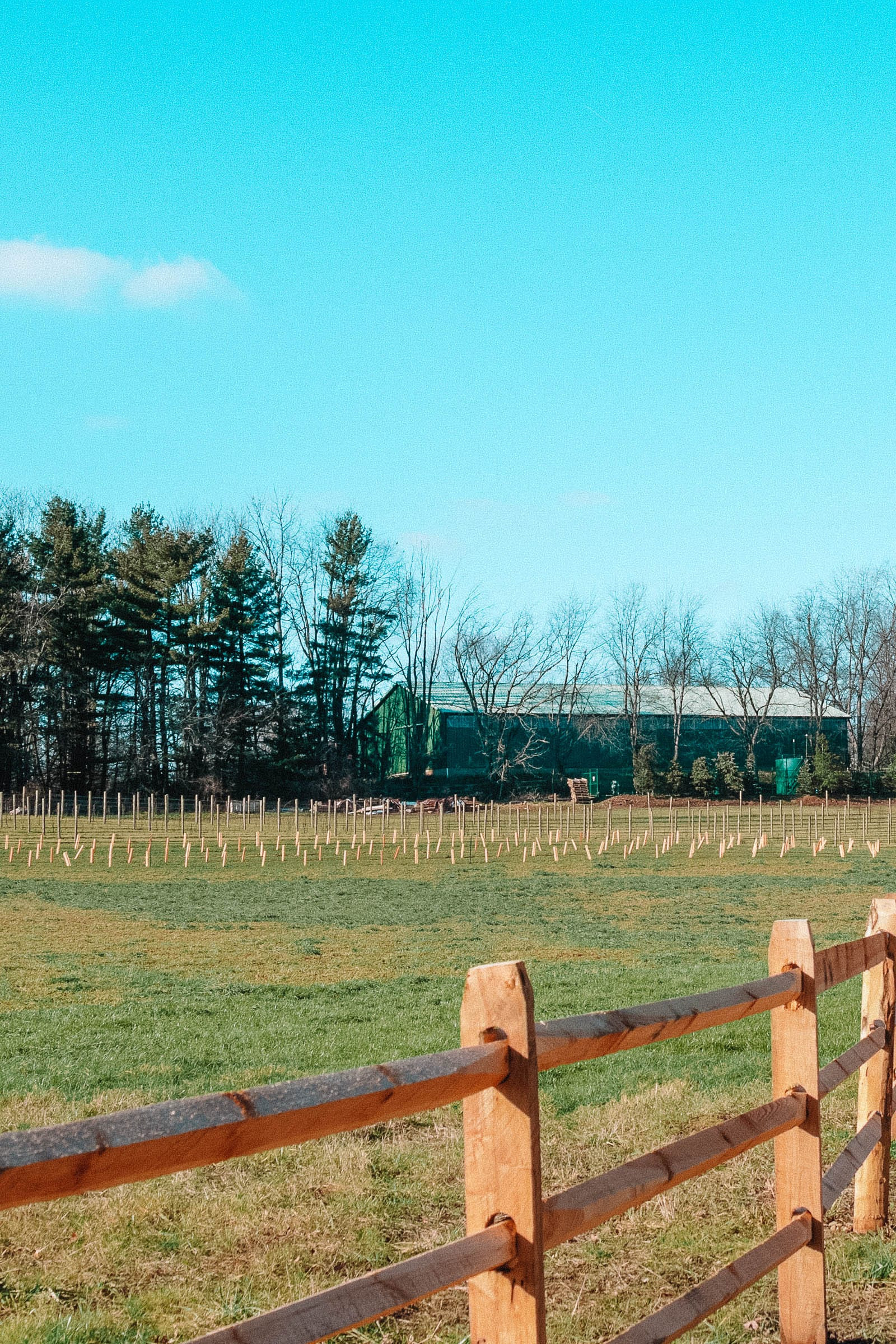 Lake Erie Vineyards: A lush vineyard landscape