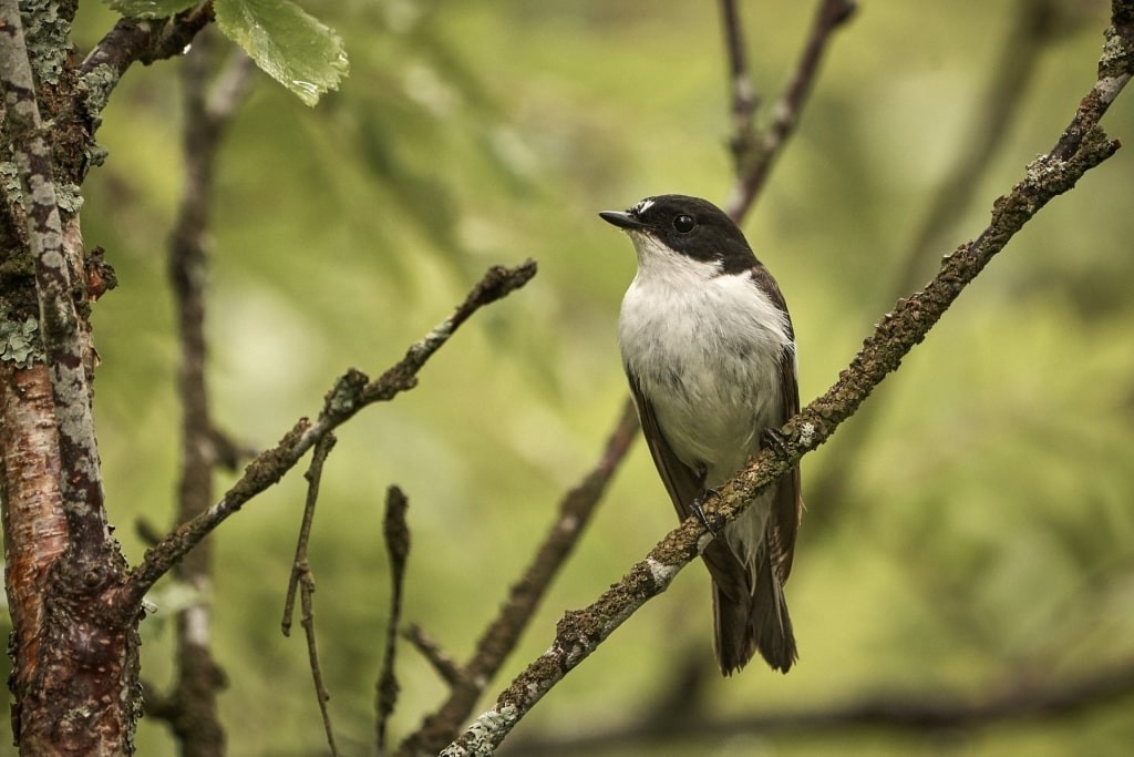 Black-and-white flycatcher spotted in Norway, Haugesund Norway