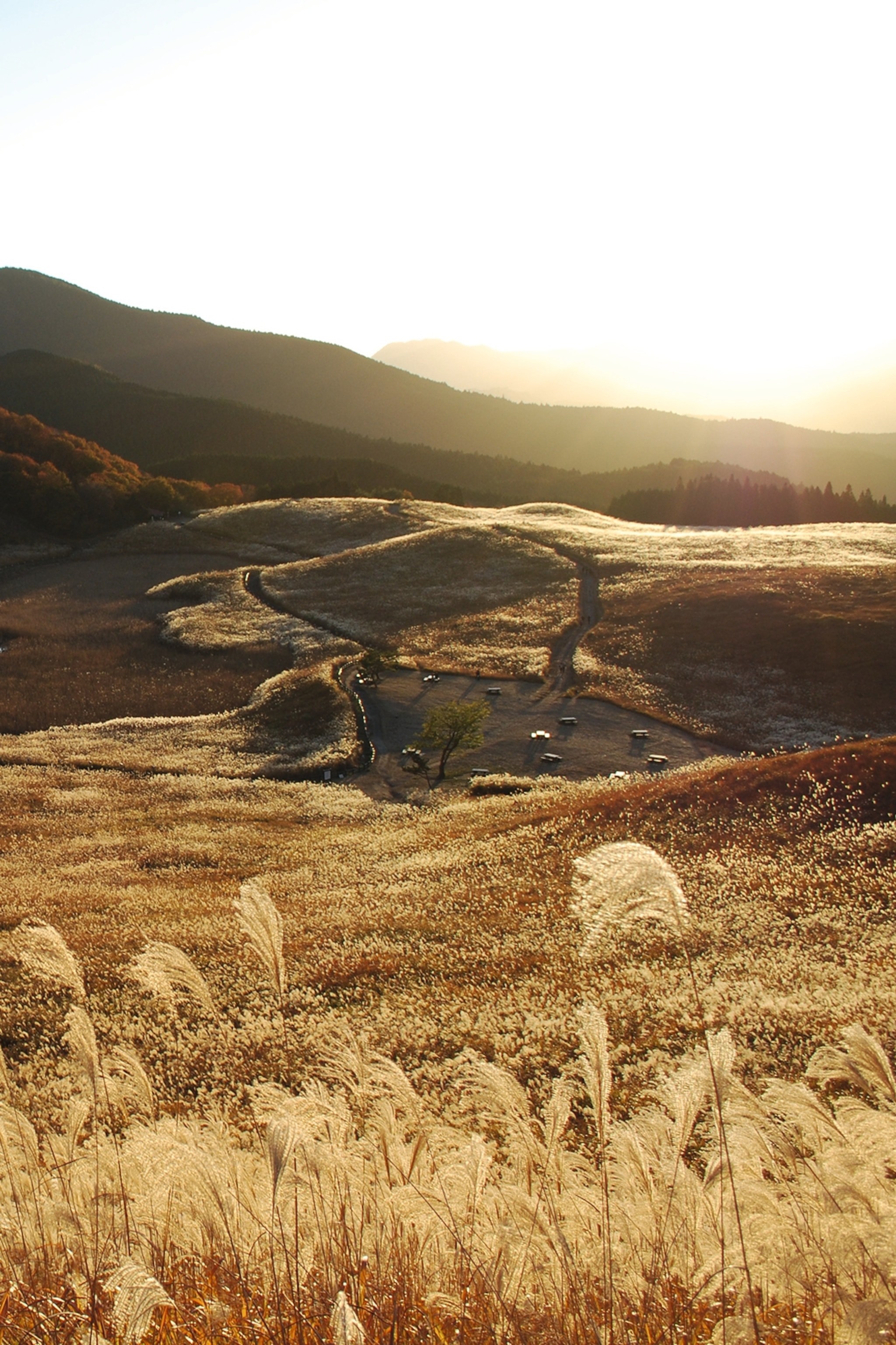 Soni Highland Pampas Grass