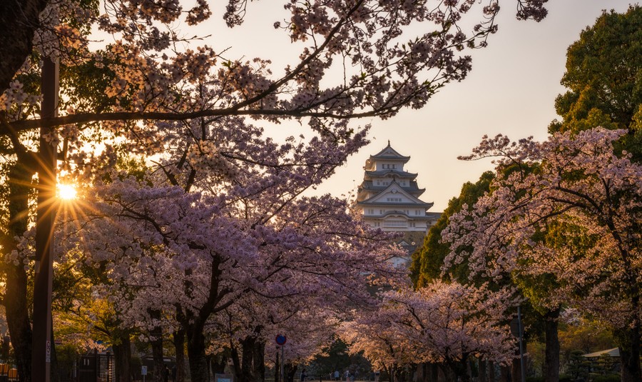 Himeji Castle Sunset Burst Sakura Japan Bricker