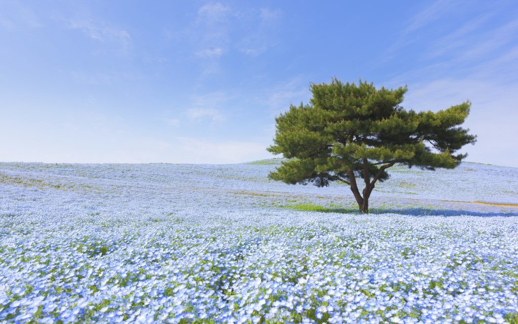 hitachi seaside park blue flowers
