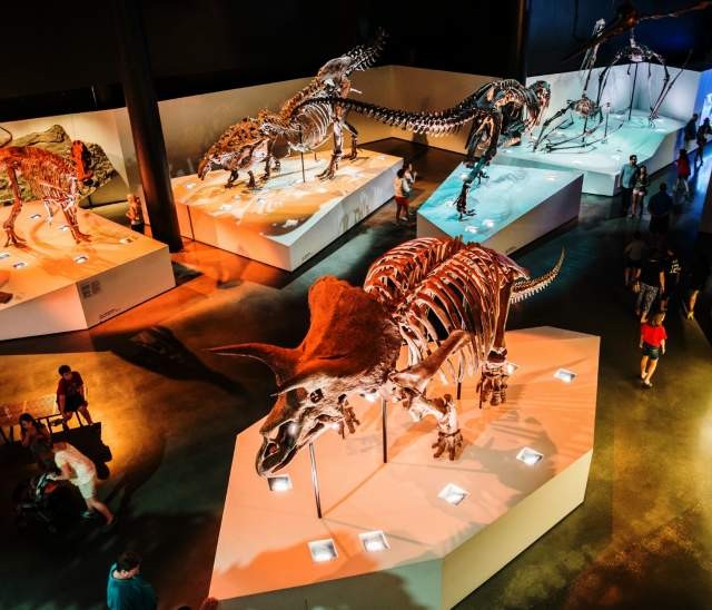 Dinosaur exhibit at the Houston Museum of Natural Science, Alt Text HMNS Educational Displays