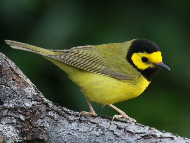 A hooded warbler in Rockport Fulton